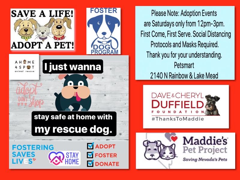 Home 4 Spot Animal Rescue